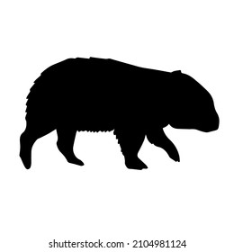 Vector hand drawn wombat silhouette isolated on white background