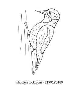 Vector hand drawn woodpecker bird isolated on white background