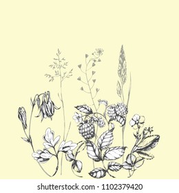 Vector hand drawn yellow natural background with herbs, cereals and raspberry. Ink drawn botanical illustration in realistic style for print, card, wrapping and other plants design.