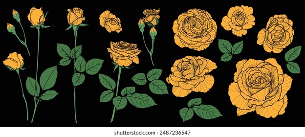 Vector hand drawn yellow roses on a black background. These roses have a black outline and yellow and green blooms, buds and leaves. 