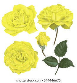 Vector Hand Drawn Yellow Roses