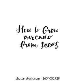 VECTOR HAND LETTERING TYPOGRAPHY. HOW TO GROW AVOCADO FROM SEEDS