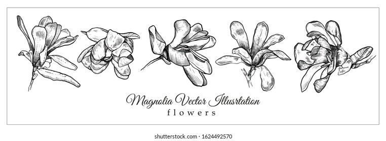 Vector hand made illustration in vintage style. Set of buds of magnolia flowers.