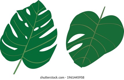 Vector hand painted graphic nature tropical plants illustration with green palm leaves set isolated on the transparent background for design elements