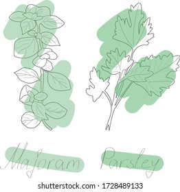 Vector hand painted nature set illustration with parsley and marjoram contour plants leaves on branch collection, green brush strokes and text title on the transparent background