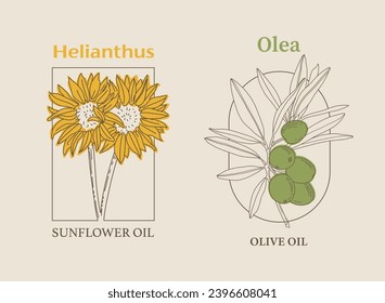 Ilustración de la planta de aceite de oliva y girasol pintada a mano con vectores. Iconos modernos y sencillos de contorno, boceto dibujado a mano, diseño moderno y sencillo de logotipo