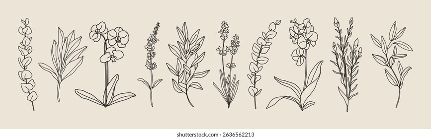 Vector hand painted vanilla orchid flower and leaves plant illustration. Modern simple outline icons, hand drawn sketch, modern simple logo design
