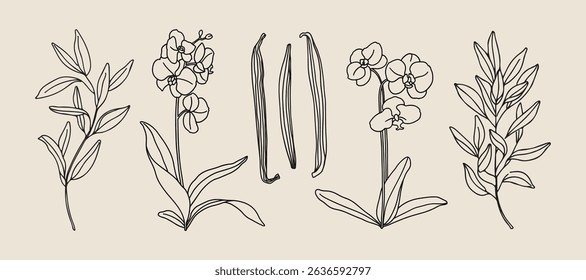 Vector hand painted vanilla orchid flower and leaves plant illustration. Modern simple outline icons, hand drawn sketch, modern simple logo design