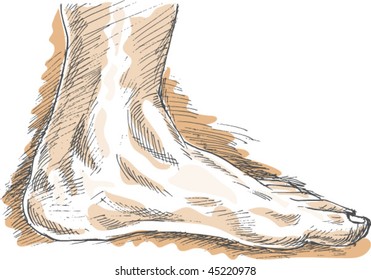 vector hand sketch drawing  illustration of the left human foot with highlights.