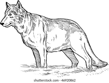 vector hand sketch drawing illustration of a gray wolf