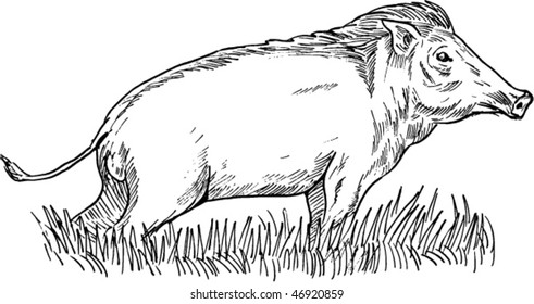 Vector Hand Sketch Illustration Wild Boar Stock Vector (Royalty Free ...