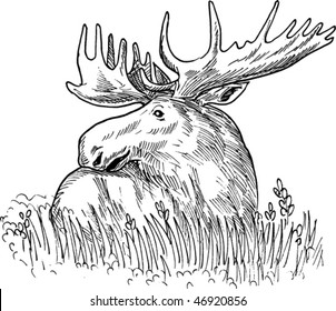 vector hand sketched drawing  illustration of a moose or common European elk done in black and white.