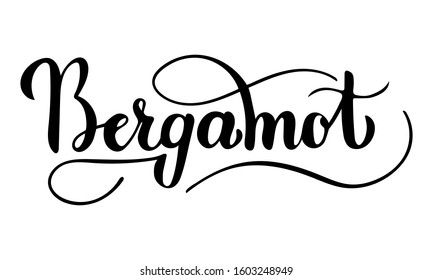 Vector hand written bergamot text isolated on white background. Kitchen healthy herbs and spices for cooking. Script brushpen lettering with flourishes. Handwriting for banner, poster, product label