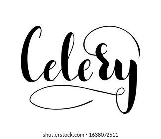 Vector hand written celery text isolated on white background. Kitchen healthy herbs and spices for cooking. Script brushpen lettering with flourishes. Handwriting for banner, poster, product label