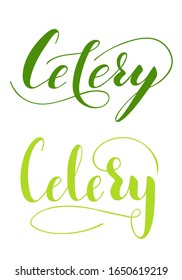 Vector hand written celery text isolated on white background. Kitchen healthy herbs and spices for cooking. Script brushpen lettering with flourishes. Handwriting for banner, poster, product label