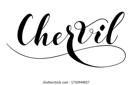 Vector hand written chervil text isolated on white background. Kitchen healthy herbs and spices for cooking. Script brushpen lettering with flourishes. Handwriting for banner, poster, product label