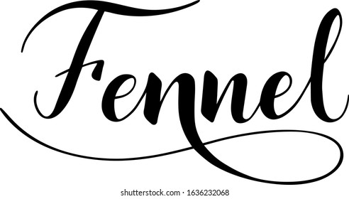 Vector hand written fennel text isolated on white background. Kitchen healthy herbs and spices for cooking. Script brushpen lettering with flourishes. Handwriting for banner, poster, product label