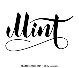 Vector hand written mint text isolated on white background. Kitchen healthy herbs and spices for cooking. Script brushpen lettering with flourishes. Handwriting for banner, poster, product label