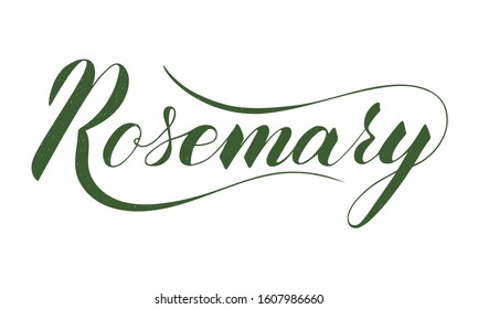 Vector hand written rosemary text isolated on white background. Kitchen healthy herbs and spices for cooking. Script brushpen lettering with flourishes. Handwriting for banner, poster, product label