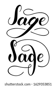 Vector hand written sage text isolated on white background. Kitchen healthy herbs and spices for cooking. Script brushpen lettering with flourishes. Handwriting for banner, poster, product label