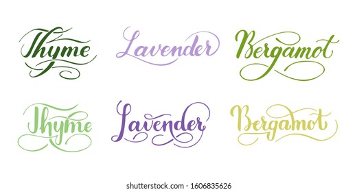 Vector hand written set of herbs isolated on white background. Kitchen healthy herbs and spices for cooking. Script brushpen lettering with flourishes. Handwriting for banner, poster, product label