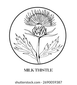 Vector hand-draw milk thistle. Medicinal herb. Design for logo, cards, posters, stickers and packaging.