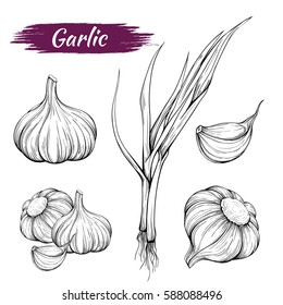 Vector hand-drawing of garlic plants isolated on white background. Sketch of garlic, spices, herbs, ingrediet healthy diet.