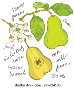 Vector hand-drawing - pear on branch, leaves and flowers of pear, sliced fruit