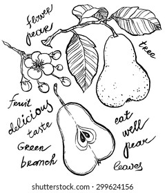 Vector hand-drawing - pear on branch, leaves and flowers of pear, sliced fruit