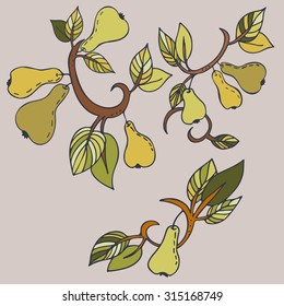 Vector hand-drawing - pear on branch, leaves and flowers of pear
