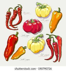 Vector hand-drawing of sweet and hot peppers