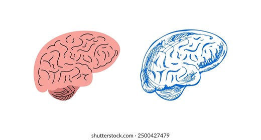 Vector hand-drawn 
anatomical Illustration. Detailed retro style human brain sketch. Vintage sketch element. 