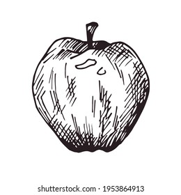 vector hand-drawn apple. sticker, doodle, sketch, outline, hatching, engraving. isolated on a white background. fresh eco fruit. black and white drawing