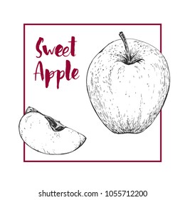 Vector handdrawn apple in the style of engraving. Organic hand drawn elements. Farm market sketch of fruits.