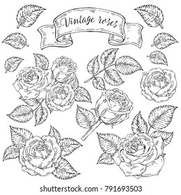 Vector hand-drawn background, sketch illustration. Template for printing, advertising, poster, poster, web design. Set of Vintage Roses. Stickers, patches
