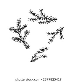 Vector hand-drawn black and white illustration of Christmas tree branches. Doodle Christmas tree branches on a white background.