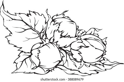 Vector hand-drawn black and white illustration of hazelnuts with leaves.