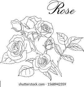 Vector hand-drawn blooming branch of roses isolated on a white background