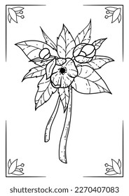 Vektor handgezeichnete botanische Farbbuchseite. Vektorgrafik. Pflanzenzeichnung. Handgezeichnete Linie Art. Erwachsene Farbseiten, druckbar
