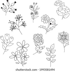 Vektorhandgezeichnete botanische Illustration. Dekoratives Schönheitsdesign und elegantes Design.
