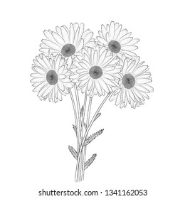 Vector hand-drawn bouquet of 5 daisies (chamomile) flowers. EPS 10.