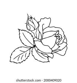 Vector hand-drawn bouquet of roses in a linear style. Black outline with no fill. Flower arrangement for wedding design, cards, envelopes, packaging.