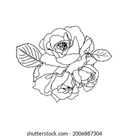 Vector hand-drawn bouquet of roses in a linear style. Black outline with no fill. Flower arrangement for wedding design, cards, envelopes, packaging.