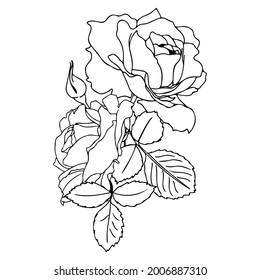 Vector hand-drawn bouquet of roses in a linear style. Black outline with no fill. Flower arrangement for wedding design, cards, envelopes, packaging.