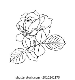 Vector hand-drawn bouquet of roses in a linear style. Black outline with no fill. Flower arrangement for wedding design, cards, envelopes, packaging.