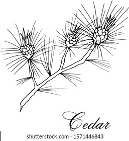 Vector hand-drawn branch of cedar isolated on a white background