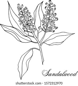 Vector hand-drawn branch of sandalwood isolated on a white background