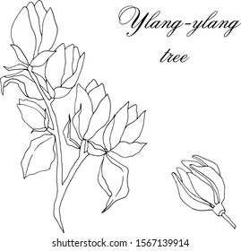 Vector hand-drawn branch of ylang-ylang tree with blossom isolated on a white background