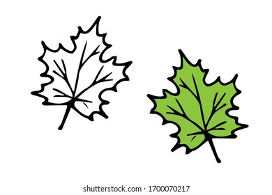 vector hand  drawn cartoon maple leaf  isolated white background  autumn element  graphic icon  coloring book and color example 