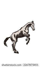 Vector hand-drawn color horse jumping isolated on white background,graphical illustration